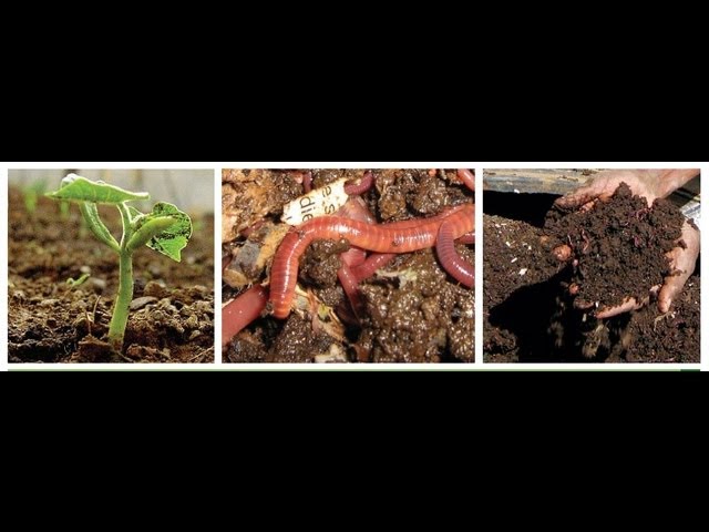 Red Wigglers, European Night Crawlers, African Night Crawlers