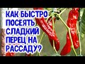 Как быстро посеять семена сладкого перца на рассаду?