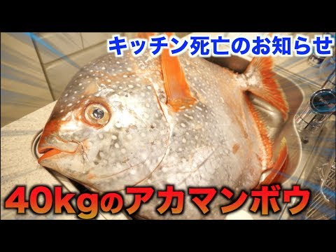 キッチン大惨事！！40kgのアカマンボウの解体したらエグすぎた！！