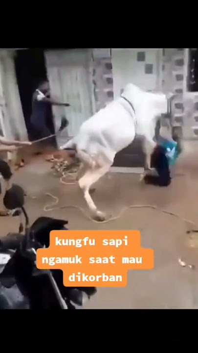 SAPI NGAMUK SAAT MAU DI KURBAN #shorts #sapingamuk