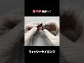 カメノテを解剖してみました。