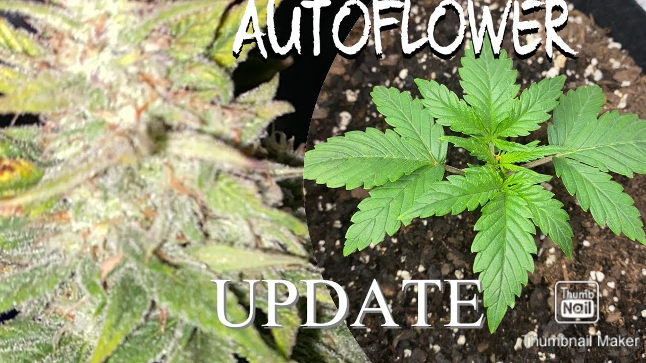 INDOOR WEED GROW | SWEET SKUNK ALMOST DONE FLOWERING EPISODE 1 New Seedlings