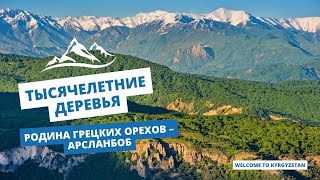 Тысячелетние деревья. Родина грецких орехов – Арсланбоб