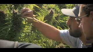 Kevin Jodrey: The 2023 Ganjier Cannabis Certification Program - Enrollment Now Open