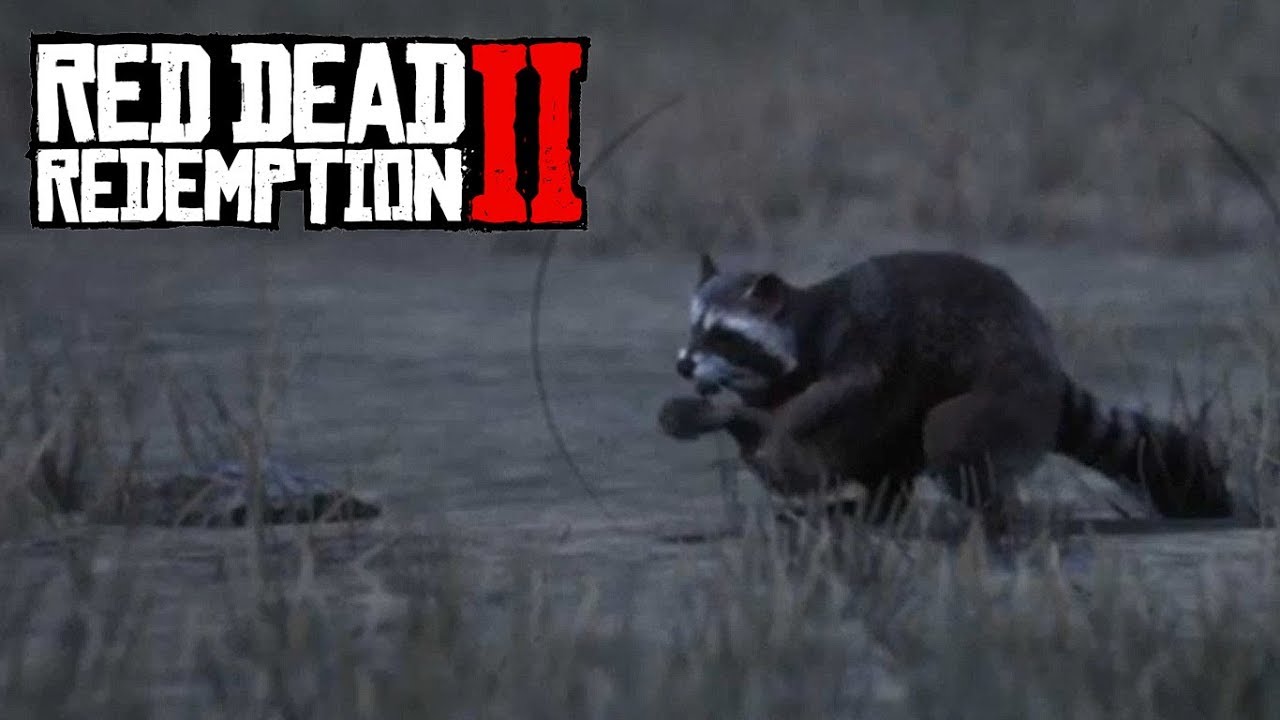 Rdr2 アライグマの生態 レッドデッドリデンプション２ Red Dead Redemption 2 Youtube