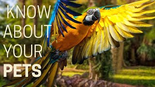 Beautiful Macaw | Macaw For Family | Cute Pets For Home | Colourful Macaw For Home | Macaw Breed by PETS CANDY 20 views 1 year ago 6 minutes, 18 seconds