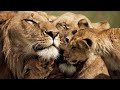 The Strongest LION PRIDE in Luangwa Valley - National Geographic Documentary 2020 (Full HD 1080p)