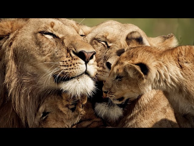 The Strongest LION PRIDE in Luangwa Valley - National Geographic Documentary 2020 (Full HD 1080p) class=