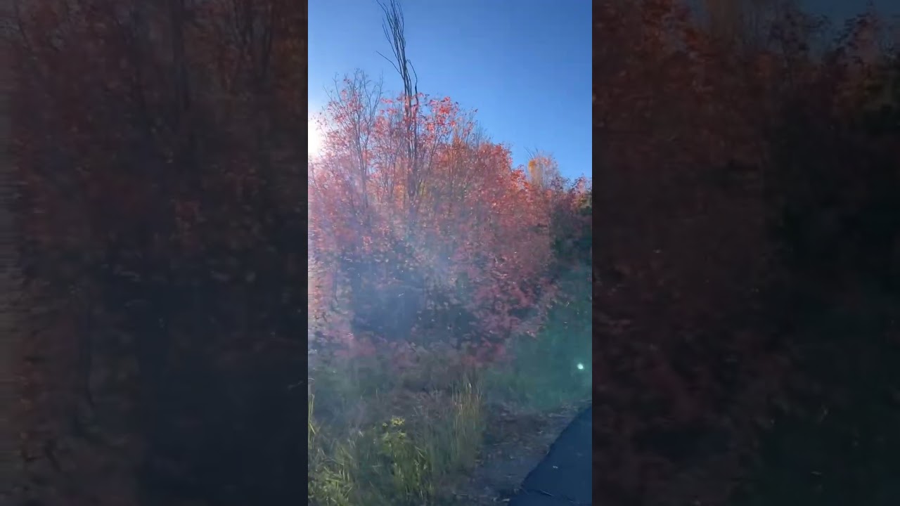 🍁🍂Fall has arrived! 