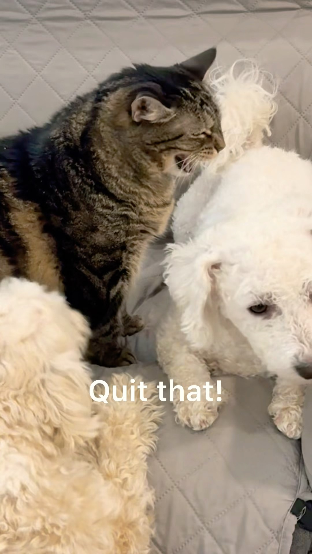 Penny hates slobber! #talkingcat