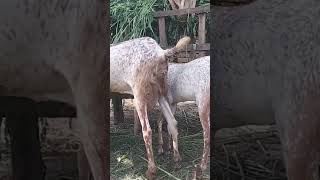 AL QUDS GOAT FARM GAGGO MANDI