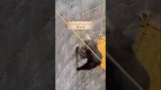 Bear  Rescue Attempt Goes Vainshorts wildanimals wildlife animals wildliferescue bear