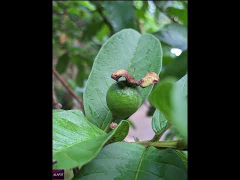 Guava fruit timelapse