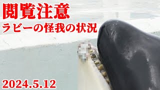 ラビーの怪我の状況2024.5.12 鴨川シーワールド シャチ 怪我 KamogawaSeaWorld  orca killerwhale