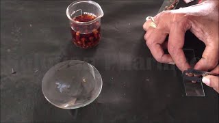 Section Cutting of Clove - For Pharmacognosy  & Botany Practical (HINDI) By Solution Pharmacy screenshot 5