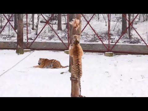 Did you know tigers can climb trees?
