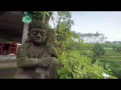 BANYAK AYAM HUTAN KELIARAN DI RUMAH HUTAN😱🐓
