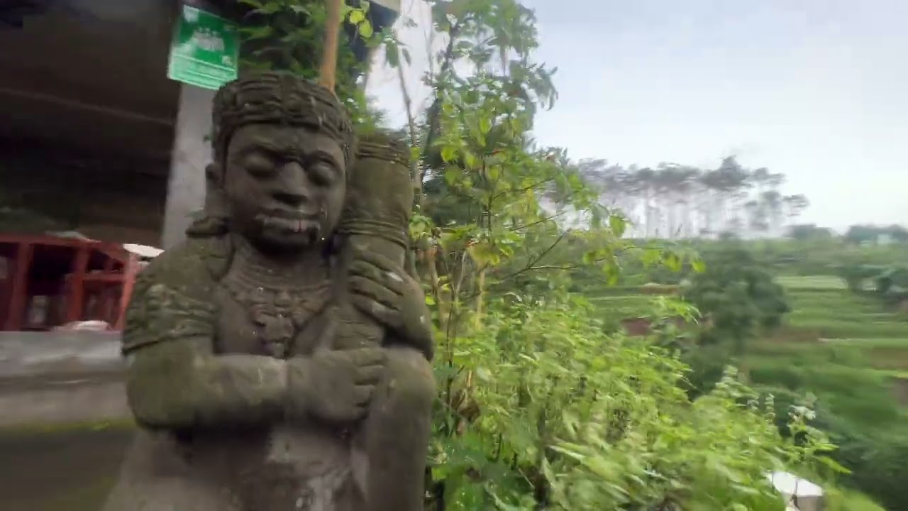 BANYAK AYAM HUTAN KELIARAN DI RUMAH HUTAN😱🐓
