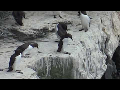 Razorbills/Lesser auks (Alki zwyczajne/Alki krzywonose)