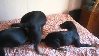 Мои Ягдтерьеры М-Кокси,Зитта И Доха