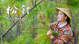 Let&#39;s make a pine needle feast in spring when new leaves and pine scent fill the air【滇西小哥】