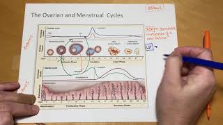 Ovarian and Uterine Cycle