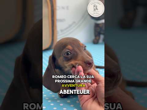 ROMEO — Dackel
