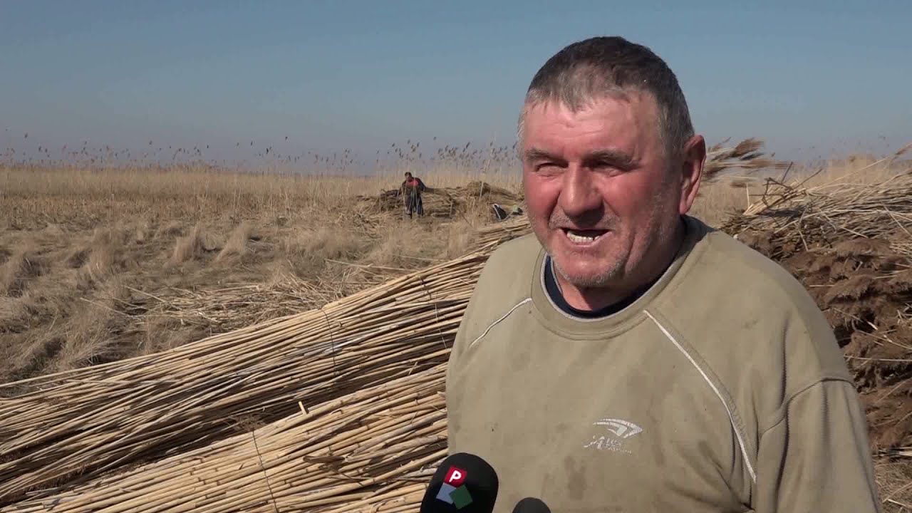 2021.02.24. Nem vetnek, mégis aratnak - nádvágás Erzsébetlakon