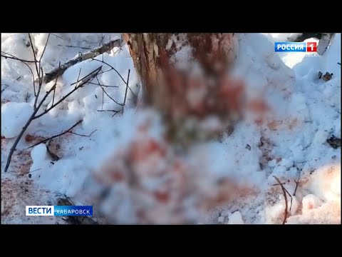 Проверку по факту гибели человека от нападения тигра в Хабаровском крае начали следователи