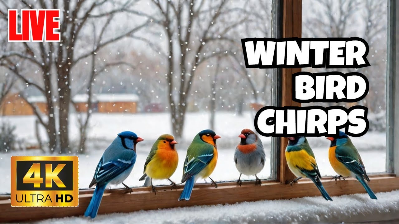 How Birds Survive During The Winter Season #asmr - YouTube
