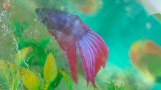 Mully and guppy fish breeding set up 