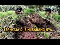 PENEMUAN SOSOK ULAR PALING DI TAKUTI WARGA KEBUN | ULAR | RESCUE | MANDA PETUALANG