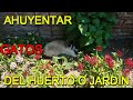 COMO AHUYENTAR GATOS DE TU HUERTO O JARDÍN