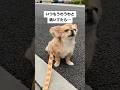 愛犬がいつも遠吠えしてたら…