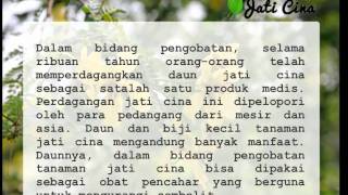 Khasiat Daun Jati Cina Dan Manfaat Daun Jati Cina