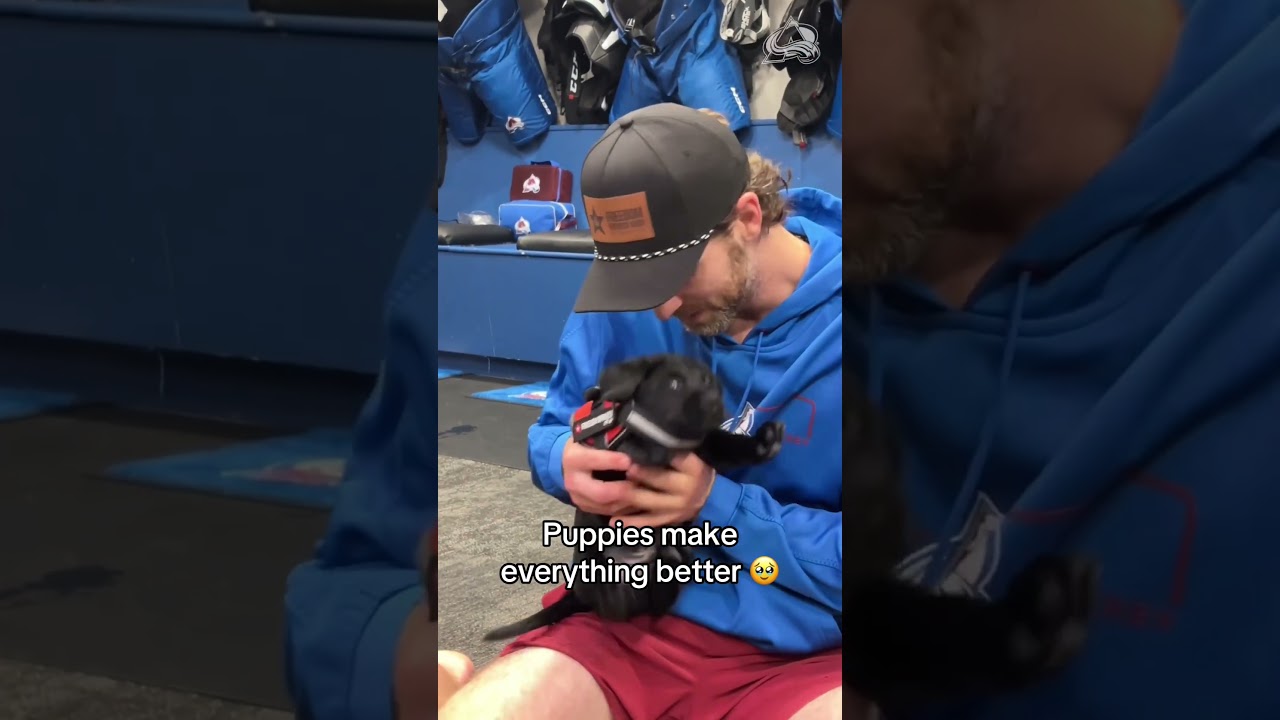 Puppies put a smile on everyone's face 🥹 (via @ColoradoAvalanche/TT)