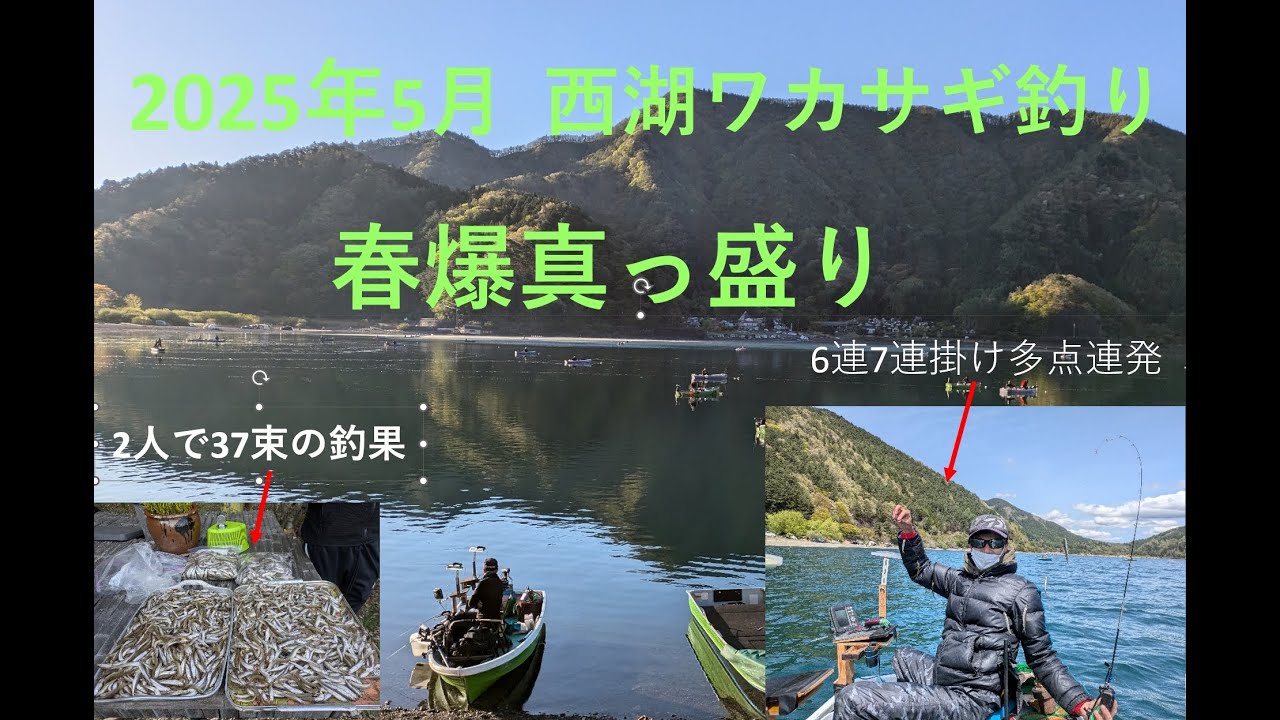 2025年5月3.4日　　西湖ワカサギ釣り　春爆サイコー　　2日間39束釣れたよ