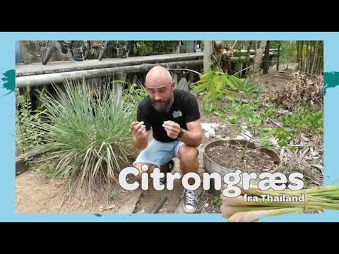 Video: De Helbredende Egenskaber Af Citrongræs Og Citronsyre