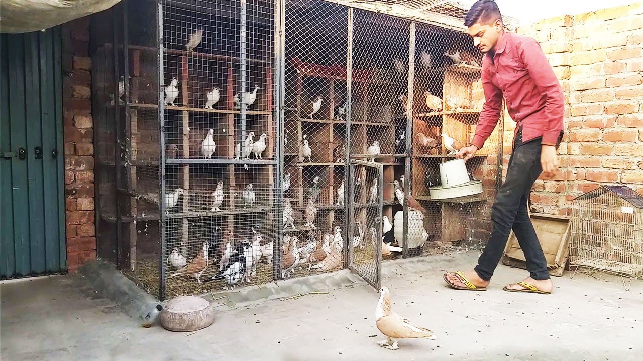 New Setup kabouter k lye ghar banana How to make pigeon house with Bricks & Cement Final Part