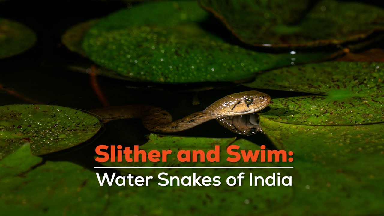 Slither and Swim: The Water Snakes Of India 🐍 | Water Snake Species In India | @RoundglassSustain