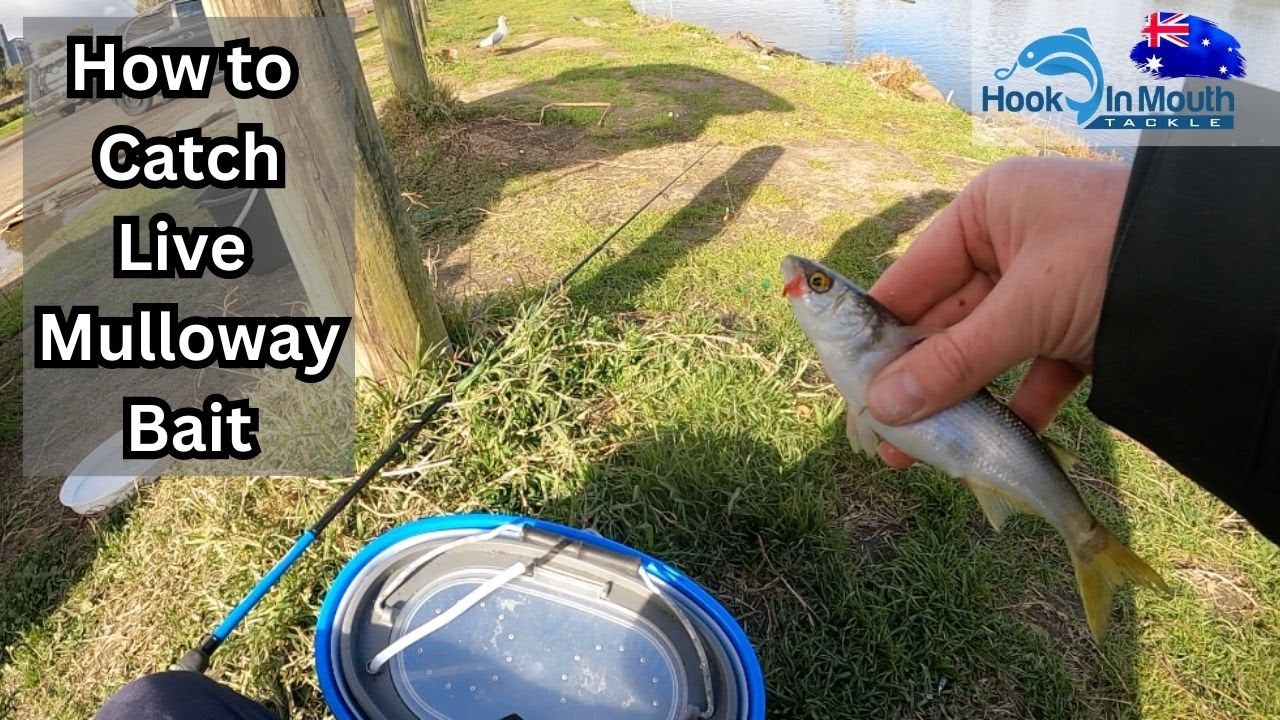 Catch Mullet For Live Mulloway Bait Jew Fish YouTube