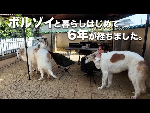 【記念日】ボルゾイと暮らし始めて6年が経ちました！