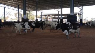 Happy Dairy Cows in their new Compost Barn