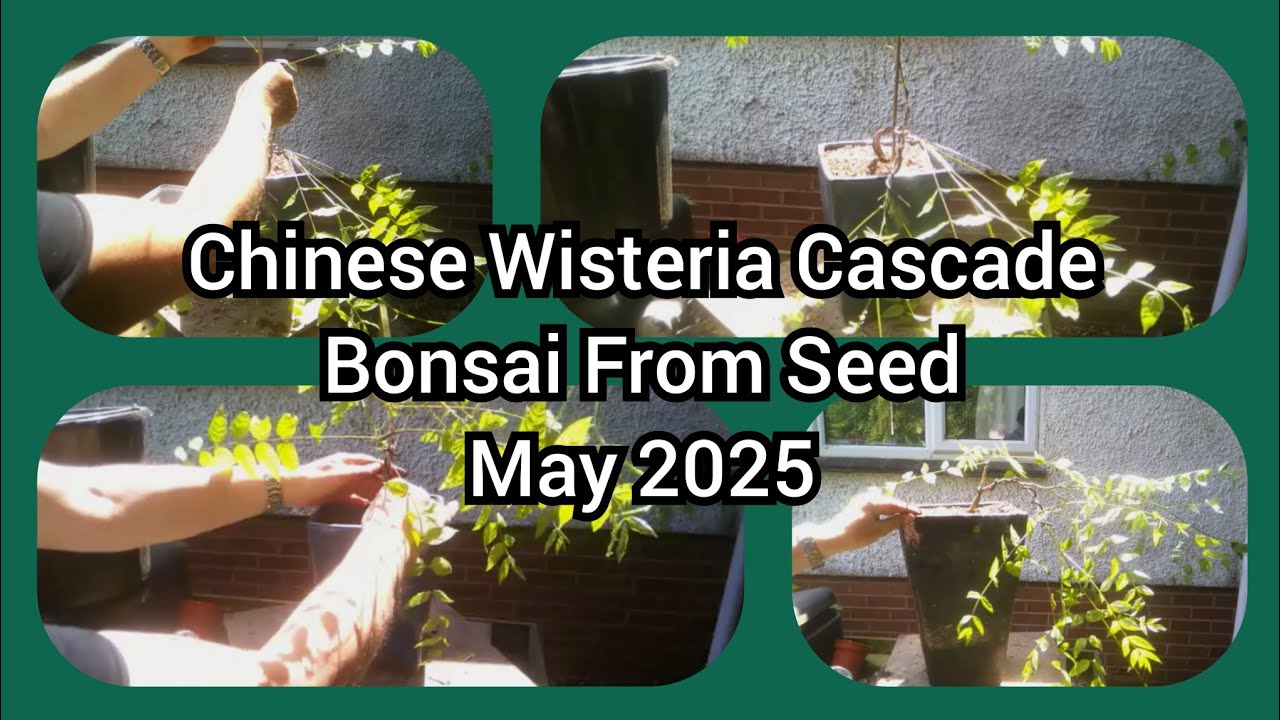 Chinese Wisteria Cascade Bonsai From Seed May 2025