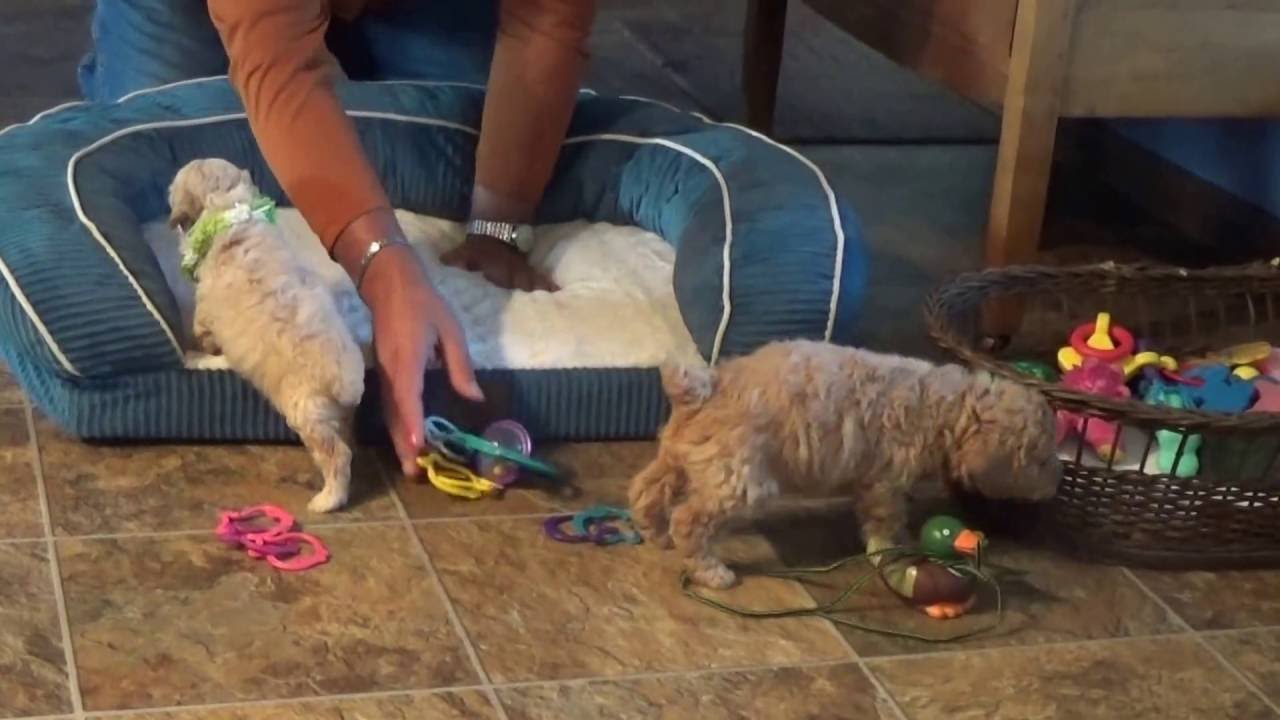 Ozzie, Odie and Oscar male cockapoo from KingdomDogs.com doodle معنى