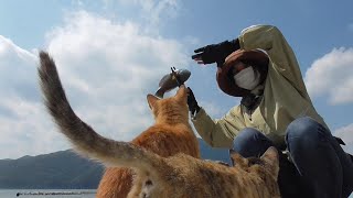 謎の虫とカニと猫と私