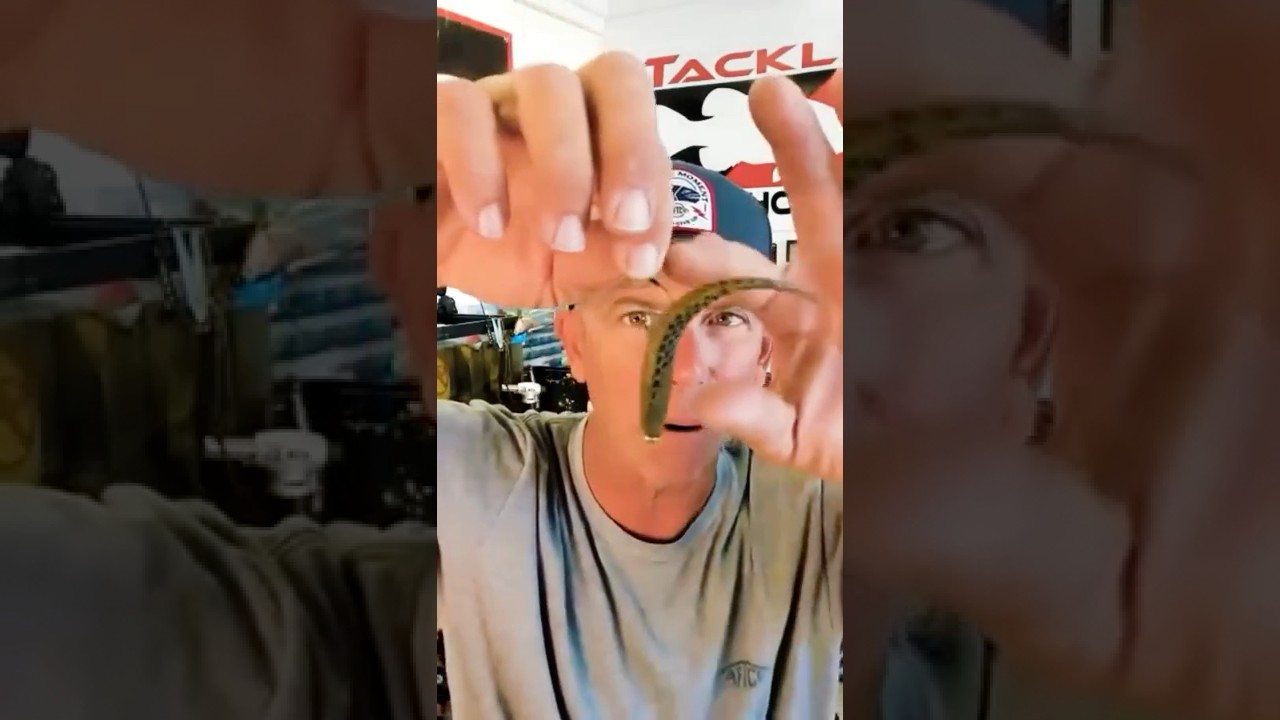 Эта приманка отлично ловит рыбу!! 