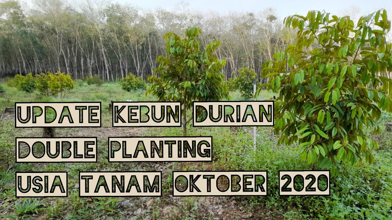 Menanam Durian Dengan Sistem Double Planting