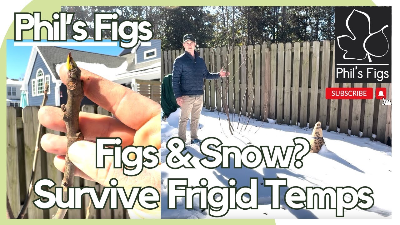 Как мои фиговые деревья переносят снег и мороз. Как мои меры защиты от холода оказались эффективн...