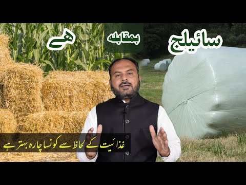 Silage Vs Hay || Which Fodder is better for Livestock || Dairy Farming in Pakistan